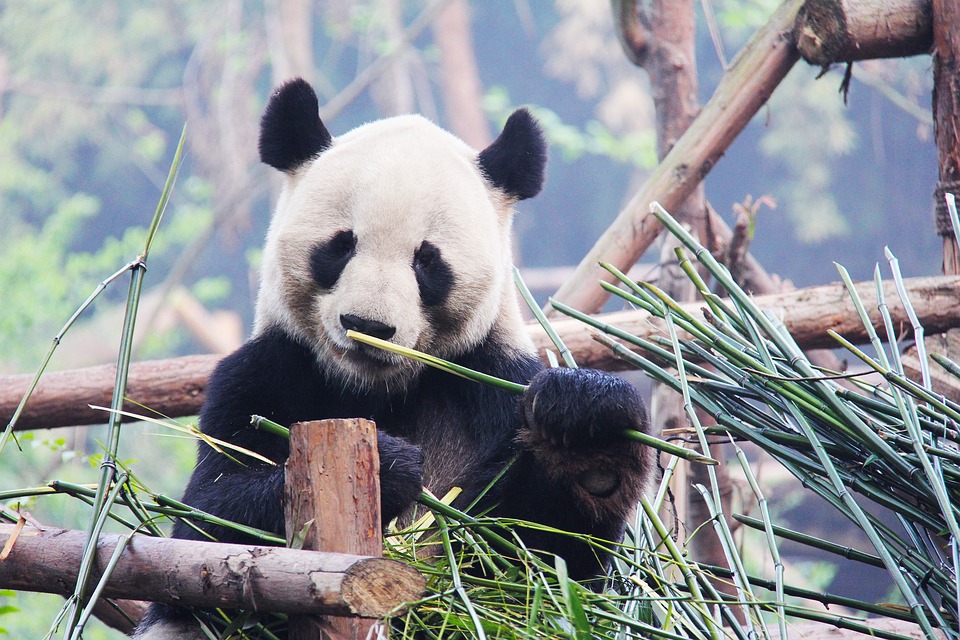 Chengdu destination landscape